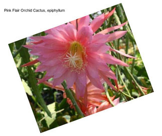 Pink Flair Orchid Cactus, epiphyllum