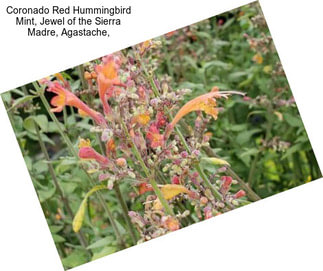 Coronado Red Hummingbird Mint, Jewel of the Sierra Madre, Agastache,