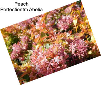 Peach Perfectiontm Abelia