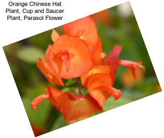 Orange Chinese Hat Plant, Cup and Saucer Plant, Parasol Flower