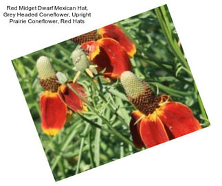 Red Midget Dwarf Mexican Hat, Grey Headed Coneflower, Upright Prairie Coneflower, Red Hats