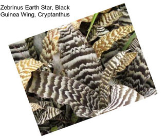 Zebrinus Earth Star, Black Guinea Wing, Cryptanthus