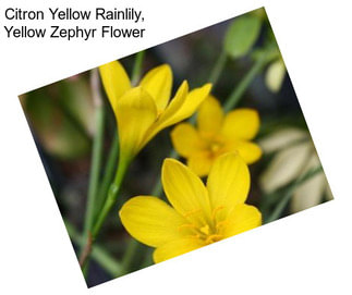 Citron Yellow Rainlily, Yellow Zephyr Flower