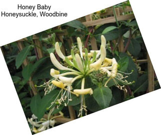 Honey Baby Honeysuckle, Woodbine