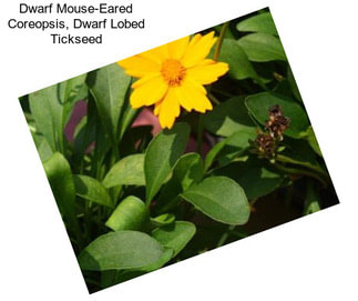 Dwarf Mouse-Eared Coreopsis, Dwarf Lobed Tickseed