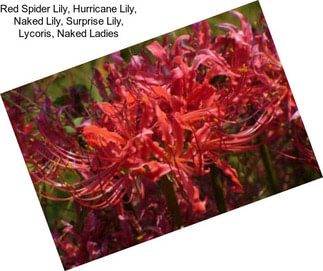 Red Spider Lily, Hurricane Lily, Naked Lily, Surprise Lily, Lycoris, Naked Ladies