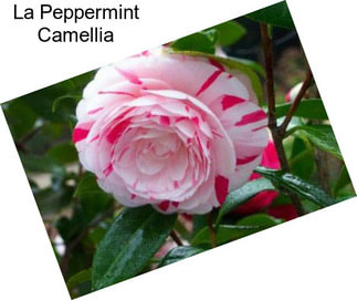 La Peppermint Camellia