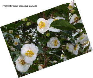 Fragrant Fairies Sasanqua Camellia