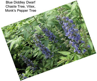 Blue Diddley Dwarf Chaste Tree, Vitex, Monk\'s Pepper Tree