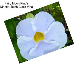 Fairy Moon King\'s Mantle, Bush Clock Vine