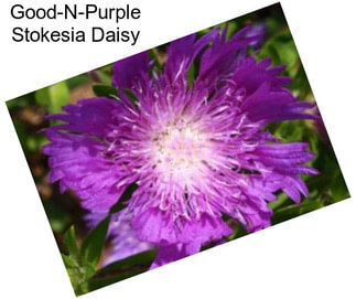 Good-N-Purple Stokesia Daisy