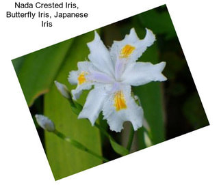 Nada Crested Iris, Butterfly Iris, Japanese Iris