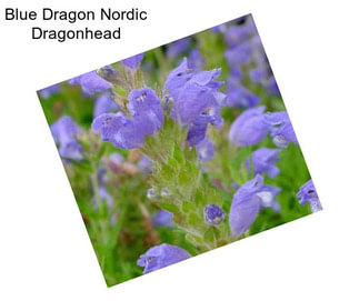 Blue Dragon Nordic Dragonhead