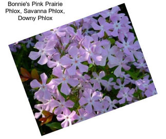 Bonnie\'s Pink Prairie Phlox, Savanna Phlox, Downy Phlox