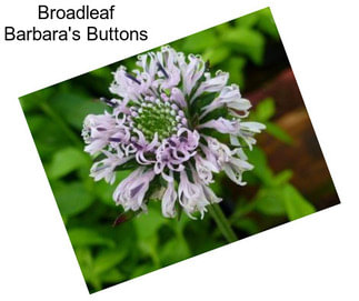 Broadleaf Barbara\'s Buttons