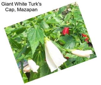 Giant White Turk\'s Cap, Mazapan