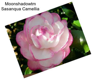 Moonshadowtm Sasanqua Camellia