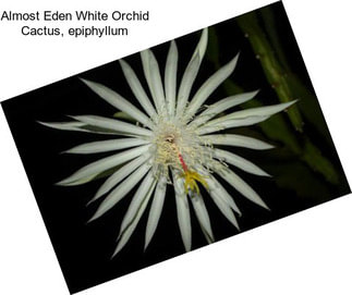 Almost Eden White Orchid Cactus, epiphyllum