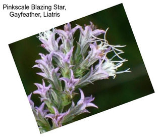 Pinkscale Blazing Star, Gayfeather, Liatris