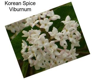 Korean Spice Viburnum