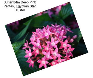 Butterflytm Deep Pink Pentas, Egyptian Star Cluster