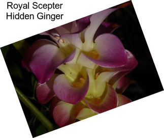 Royal Scepter Hidden Ginger