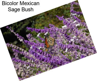 Bicolor Mexican Sage Bush