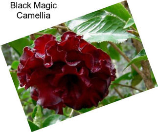 Black Magic Camellia