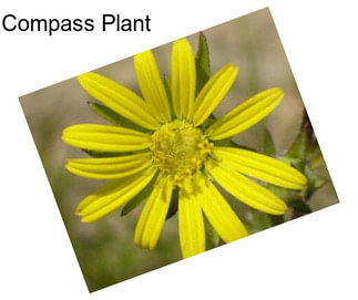 Compass Plant