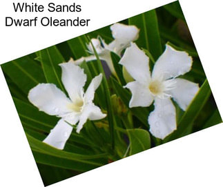 White Sands Dwarf Oleander