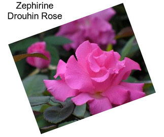 Zephirine Drouhin Rose