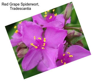 Red Grape Spiderwort, Tradescantia