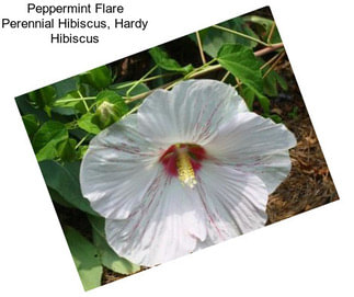 Peppermint Flare Perennial Hibiscus, Hardy Hibiscus