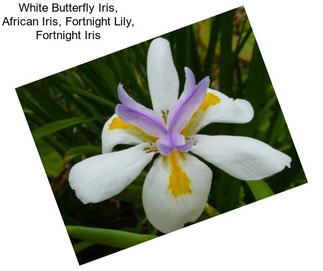 White Butterfly Iris, African Iris, Fortnight Lily, Fortnight Iris