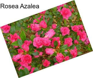 Rosea Azalea