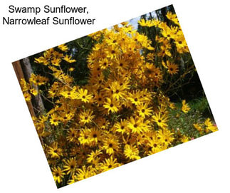 Swamp Sunflower, Narrowleaf Sunflower