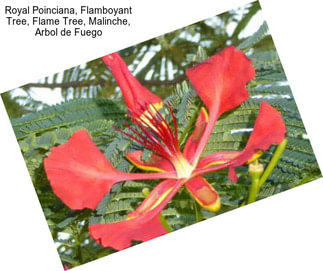 Royal Poinciana, Flamboyant Tree, Flame Tree, Malinche, Arbol de Fuego