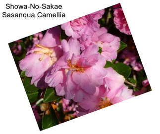 Showa-No-Sakae Sasanqua Camellia