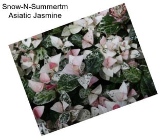 Snow-N-Summertm Asiatic Jasmine