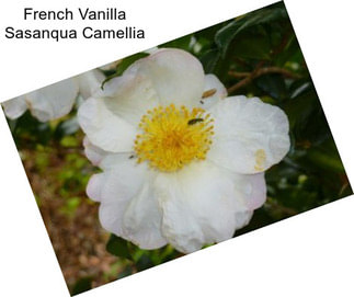 French Vanilla Sasanqua Camellia