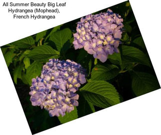 All Summer Beauty Big Leaf Hydrangea (Mophead), French Hydrangea