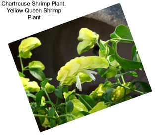 Chartreuse Shrimp Plant, Yellow Queen Shrimp Plant