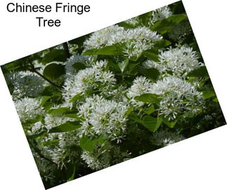 Chinese Fringe Tree