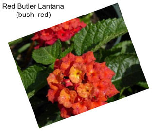 Red Butler Lantana (bush, red)