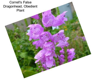 Correll\'s False Dragonhead, Obedient Plant