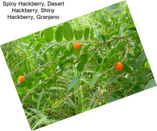 Spiny Hackberry, Desert Hackberry, Shiny Hackberry, Granjeno