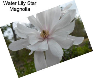 Water Lily Star Magnolia