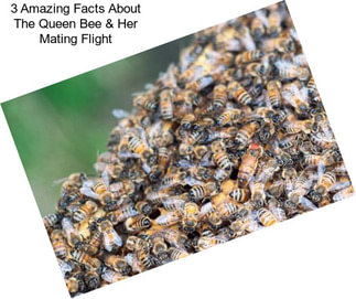 3 Amazing Facts About The Queen Bee & Her Mating Flight