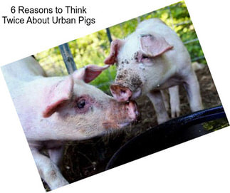 6 Reasons to Think Twice About Urban Pigs