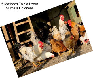 5 Methods To Sell Your Surplus Chickens